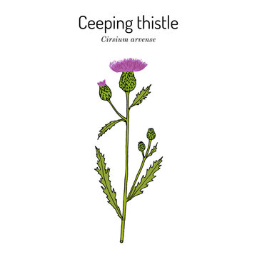 Creeping thistle (Cirsium arvense), honey and medicinal plant.