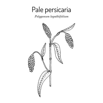 Pale persicaria (Polygonum lapathifolium), medicinal plant