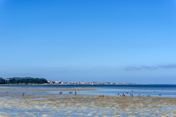 Shellfish harvesters working at low tide in the Cambados area. Pontevedra, Galicia, Spain.