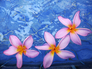 Obraz na płótnie Canvas Paradise flower ideal for spa, massage and holidays.