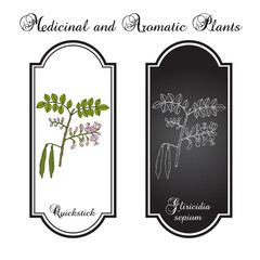 Quickstick, or Forest Lilac (Gliricidia sepium), edible and medicinal plant. Hand drawn botanical vector illustration