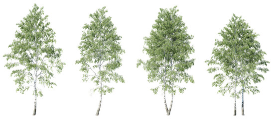 Tree Birch big betula on transparent background.3d rendering PNG