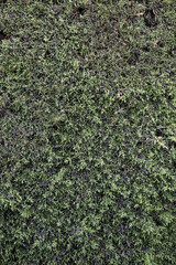 Green hedge background - 753483606