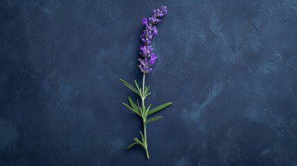 A top view of a single sprig of lavender placed off-center on a matte, navy blue backdrop.