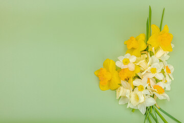 Festive spring composition with assorted blooming narcissus and homemade wicker basket