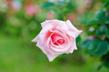 ピンクのバラの花のアップ 羽衣 