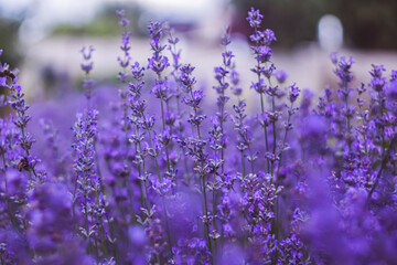 Field filled with purple bright flowers Lavandula angustifolia Mill