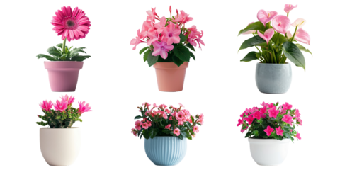 Set of fresh flowers in pot isolated on background, collection of houseplant botany, natural spring tree and plant concept.