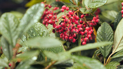 Red hawthorn berries among the rain-soaked leaves