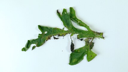 broken watermelon leaves