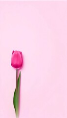 Vibrant pink tulip flower on light pink background