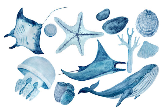 Watercolor hand-drawn a blue whale, a manta ray, shells, a starfish ,a polyp and a coral monochromatic set in blue isolated on white