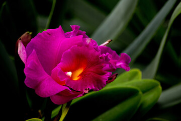 Phalaenopsis Orchid. Orchid flower in orchid garden at winter or spring day.