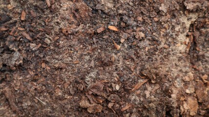 abstract background from humus soil