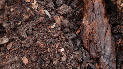 abstract background from humus soil