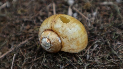 traces of snail or snail shells