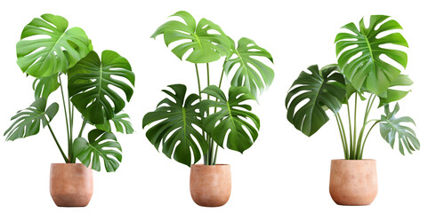 Set of monstera in a pot isolated on white background, Close up of tropical leaves or houseplant that grow indoor for decorative purpose.
