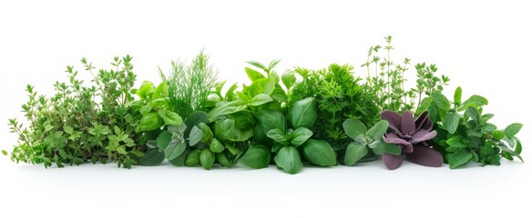 Fresh Selection of Aromatic Culinary Herbs Isolated on White Background Perfect for Kitchen and Food Related Design