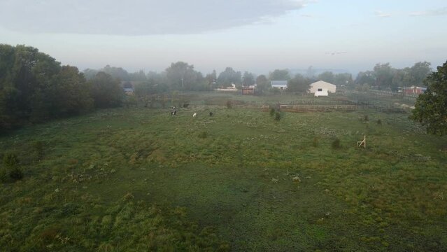 Foggy farm meadow with grazing horses, aerial drone view