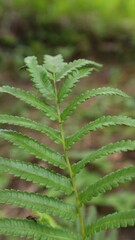 fern leave