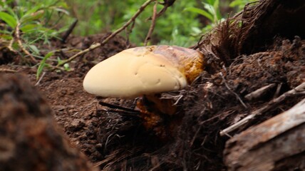 Ganoderma curtisii