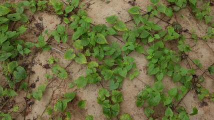 Mikania micrantha is a tropical plant in the Asteraceae family