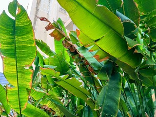 a photography of a banana tree with a bunch of green leaves.