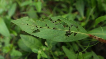 Leaves eaten by caterpillars