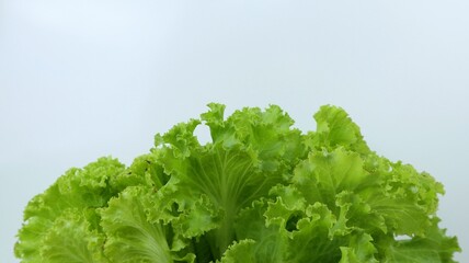 Fresh lettuce leaves close up on white background