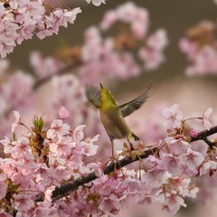 Fototapeta premium 平戸永谷川