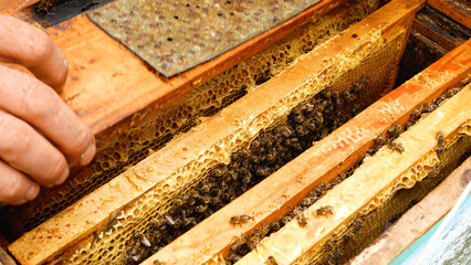 Beekeeper's hands take out frames with bees from the beehive. There are a lot of bees on the...