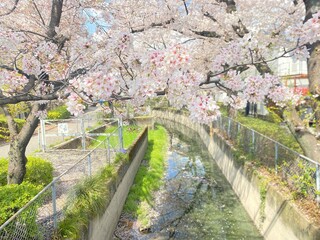 サクラと小川、春の景色、光の反射
