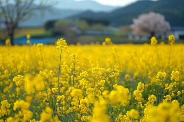 菜の花が咲く日本の風景（春・春の風景・日本の風景）