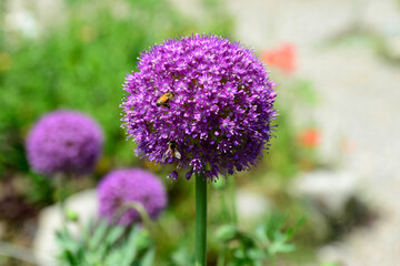 View of the purple flower with a bee in the garden