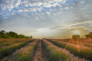 champs de lavande Barjac, Gard