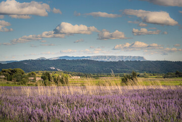 Sainte Victoire et village d'Ansouis derri&egrave;re champs de lavande en Provence