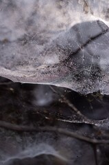 Dew Drops or Waterdrops on Spider Web or Cobweb in Vertical Orientation