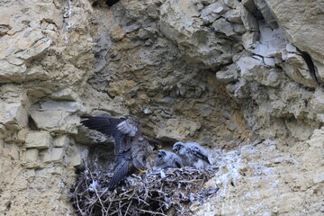 Peregrine Falcon (Falco peregrinus) Female feeding chicks at nest  Germany, Baden-Wuerttemberg