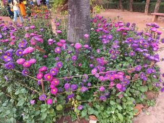 Aster mix flowers of all colors in the garden,Beautiful Aster Flowers Hybrid, Mixed Color Big Size Flowers for Garden and Terrace Gardening Decoration,Lots of clustered aster flowers in the garden,