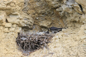 Peregrine Falcon (Falco peregrinus) Female feeding chicks at nest  Germany, Baden-Wuerttemberg