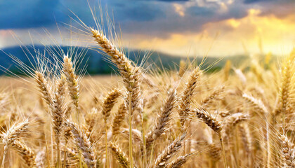 Wheat field against the background of the setting sun