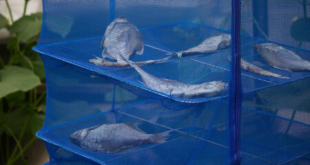 Fish is dried in the sun, drying in a blue net. Dry cooking equipment made of blue mesh