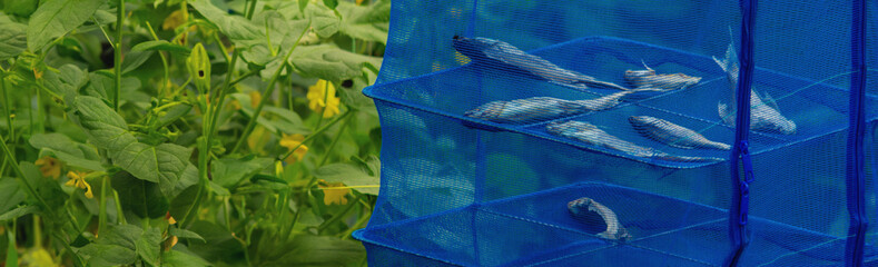 Fish is dried in the sun, drying in a blue net. Dry cooking equipment made of blue mesh