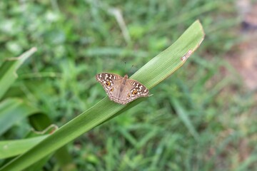 Lemon Pansy Butterfly or Junonia Lemonias Butterfly Sitting on a Green Leaf with Selective Focus and Copy Space