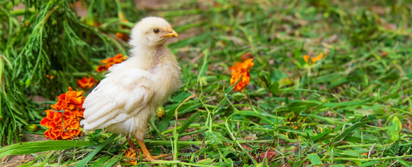 little chickens are walking on the grass.animals.chicken.