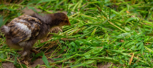 little chickens are walking on the grass.animals.chicken.