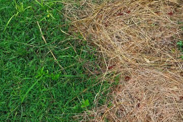 half fresh green grass and half dry grass clippings