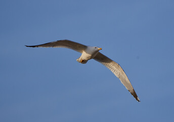 Seagull bird in flight