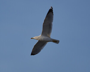 Seagull bird in flight