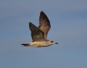 Seagull bird in flight